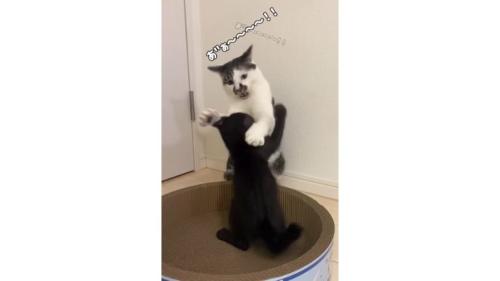 猫と子猫のケンカ