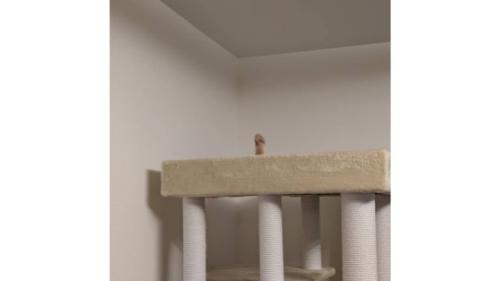 猫の手
