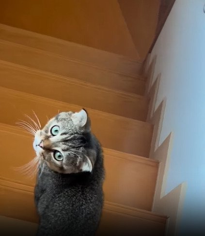 振り向く猫2