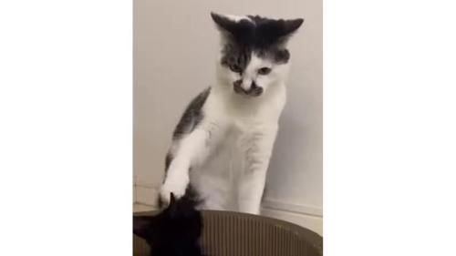 猫と子猫のケンカ