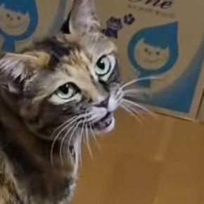猫が電源の入った『ブルブルマシン』に乗った結果…笑ってしまう『まさかの展開』が171万再生「われわれは宇宙人だ」「楽しんでやがる」