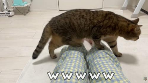 テロップ「ｗｗｗｗｗ」