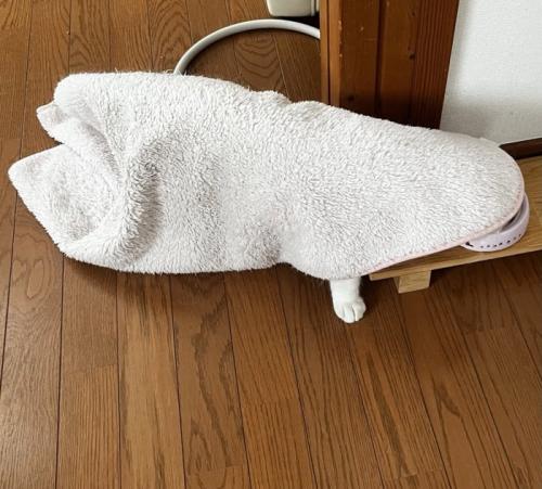 上から見た毛布を被った猫