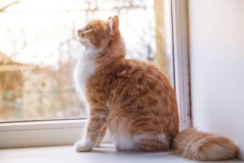 窓のそばで座る猫