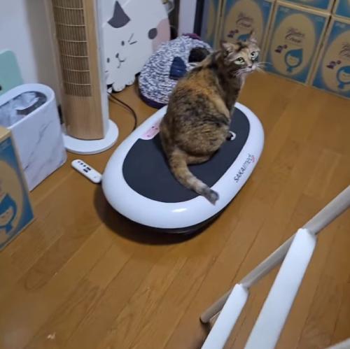 ダイエットマシンに乗って飼い主を見つめる猫