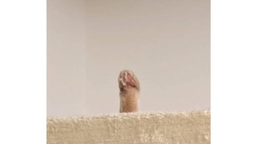 キャットタワーに生えた猫の手