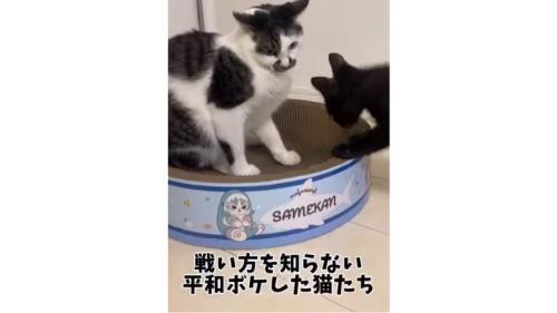 猫と子猫のケンカ