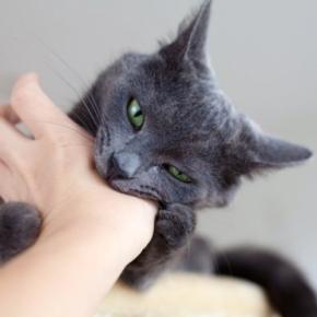 猫がみせる『八つ当たり』のような行動3選　関係ないのに攻撃する理由や対処法も解説