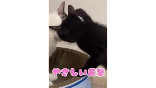 猫と子猫のケンカ
