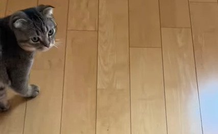 振り向く猫