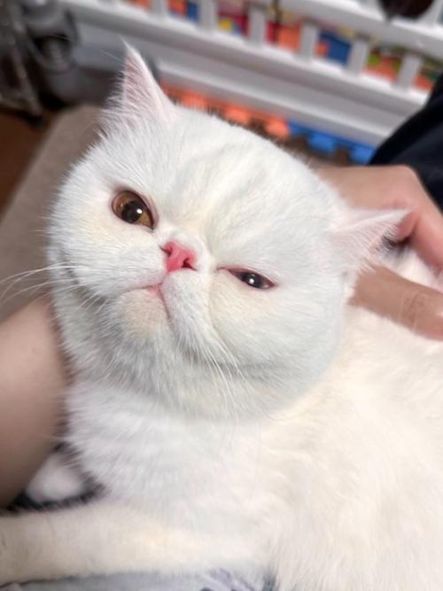 なでられて目を細めて飼い主を見上げる猫