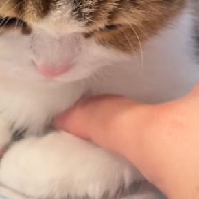 出かける準備中、猫が阻止しようとやってきた結果…『可愛すぎる行動』が27万再生「強い意志を感じるｗ」「もう仕事休もうｗ」と笑う人が続出