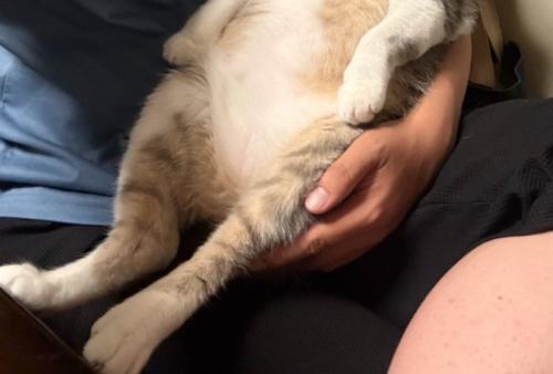 伸ばされた猫の足
