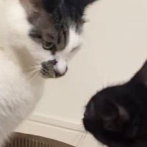 新しい爪とぎを買った結果→『保護子猫と先住猫』が……ほのぼのとした『バトルの様子』に「可愛すぎて言葉がでない」「遊んであげてるｗ」の声