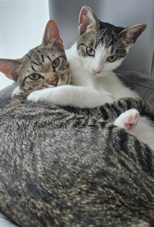 抱きしめあうキジ白猫とキジトラ猫