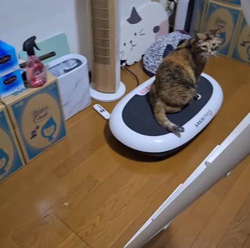 ダイエットマシンに乗る猫