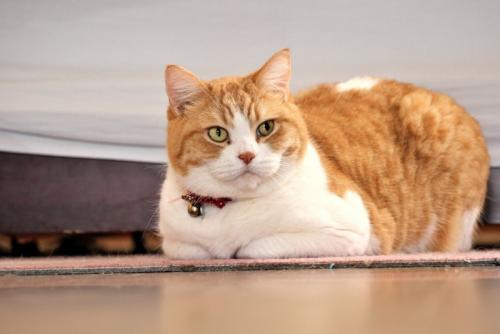 香箱座りをする猫