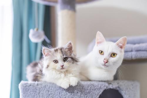キャットタワーでリラックスする2匹の猫