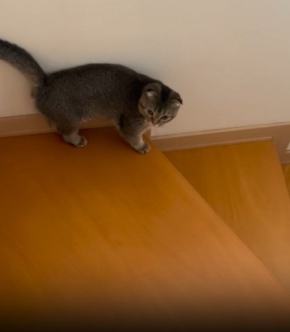 踊り場にいる猫