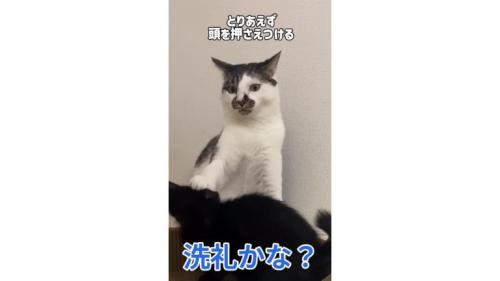 猫と子猫のケンカ
