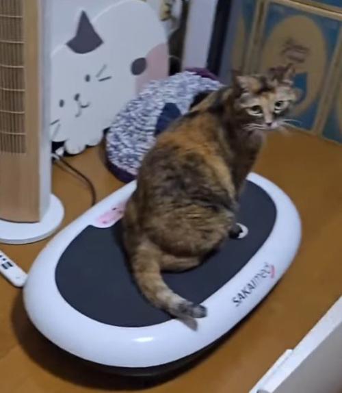ダイエットマシンに揺られて小刻みに震える猫