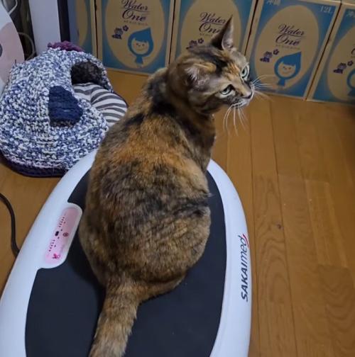 震えるダイエットマシンの上に座る猫