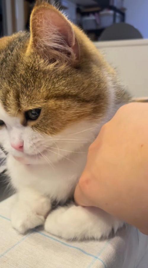 お腹の下を触られて口元が動く猫