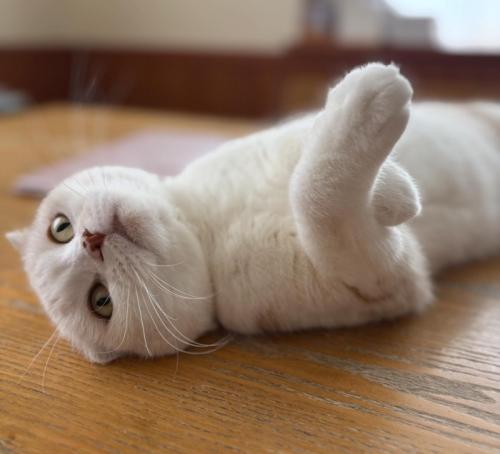 仰向けの猫