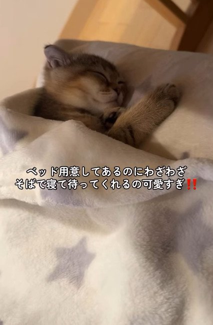 布団をかけて眠る子猫