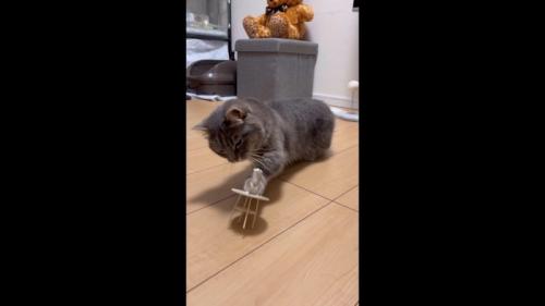 前足でテーブルにタッチ