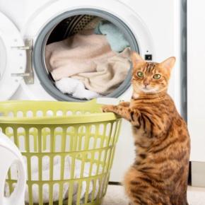 猫の『オモチャ』を洗濯したほうが良い理由3つ　洗わないことで起こる問題やお手入れのコツ