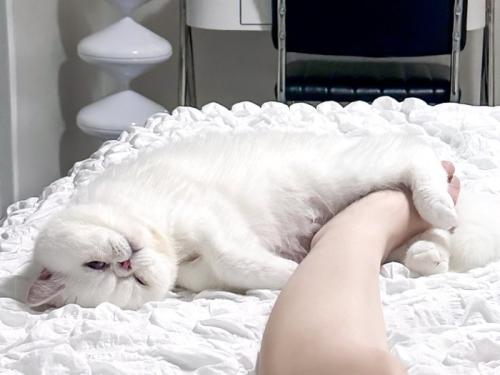 飼い主の足をホールドして寝転ぶ猫