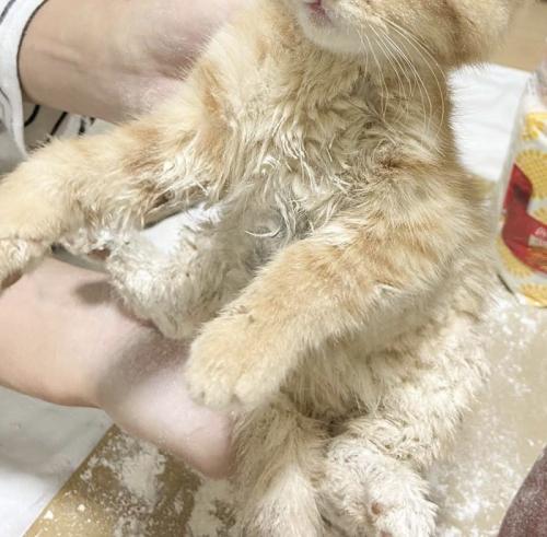 粉まみれの子猫
