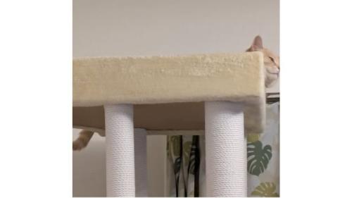 キャットタワーにいる猫