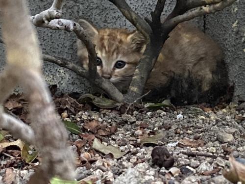 枝に隠れる子猫