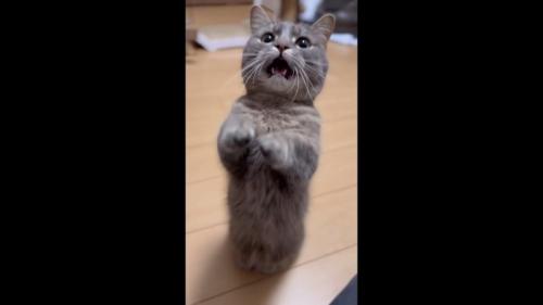 二足立ち