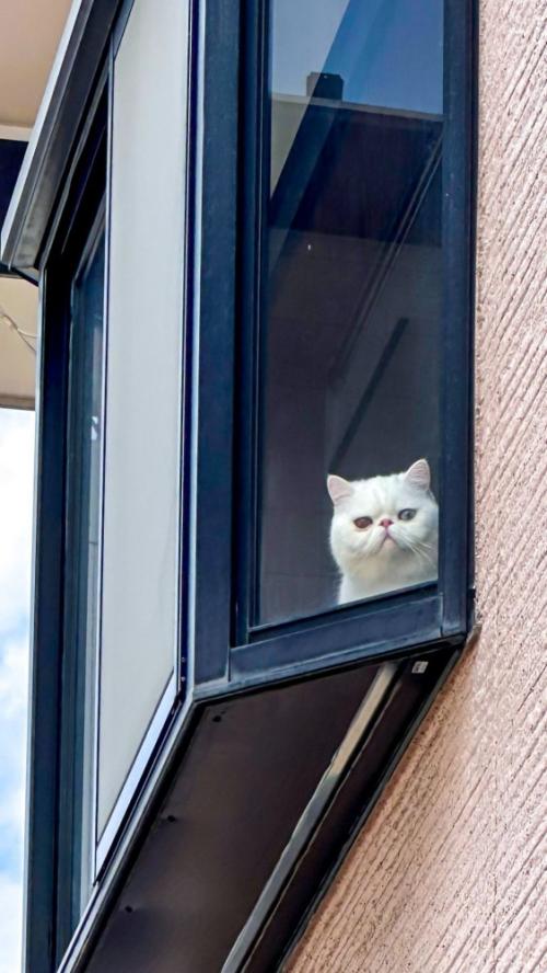 窓辺から外を覗く猫