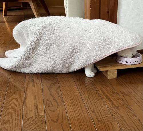 毛布を被ってごはんを食べる猫