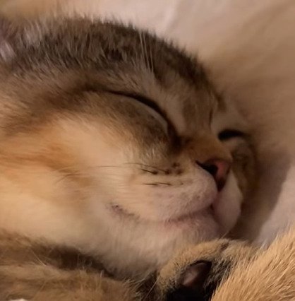 眠る子猫のアップ