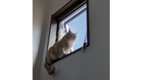 窓際の猫