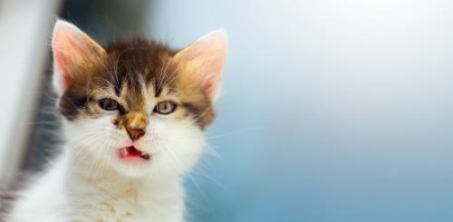 しかめ面の子猫