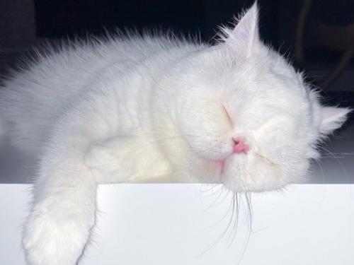 腕をおろして眠っている猫