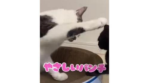猫と子猫のケンカ