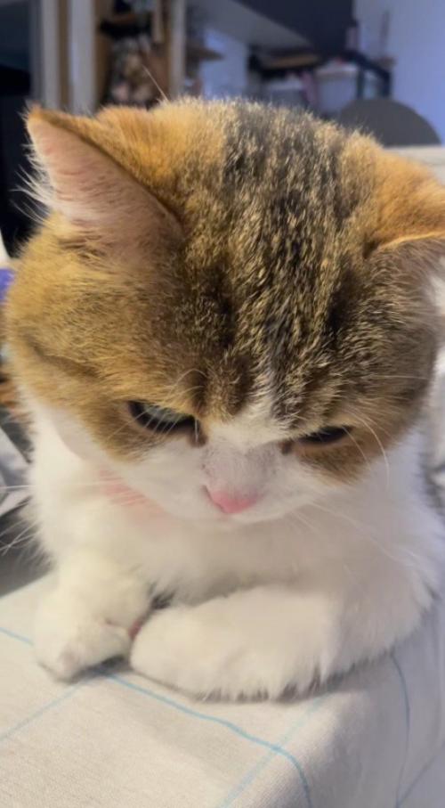 飼い主のメイク道具の上に座る猫