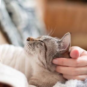 猫を亡くしてから『後悔』しやすいこと3つ　今すぐに見直したい習慣や悔いを残さないための心得