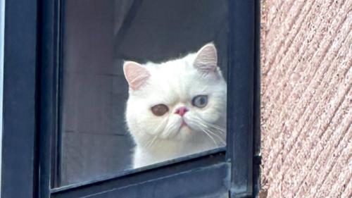 窓辺から外を覗く猫(アップ)