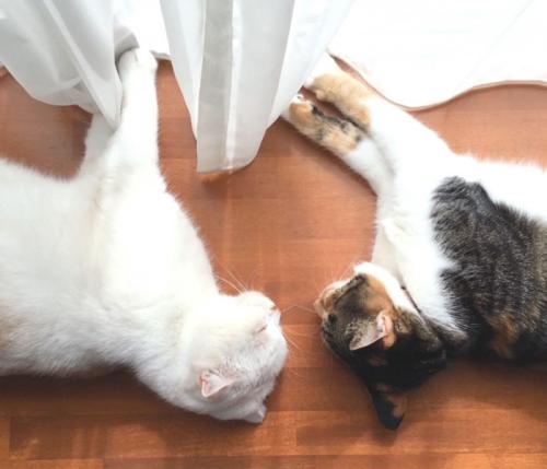 寝ている2匹の猫