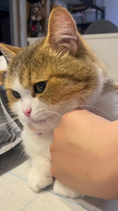 耳をピクピクと動かす猫