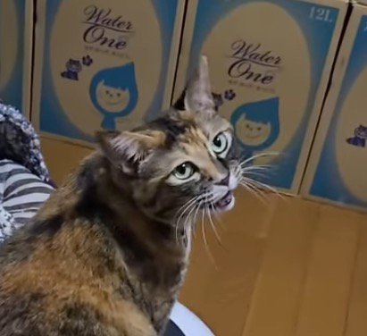 震えながら鳴き声をあげる猫