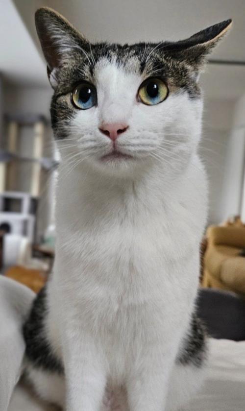 遠くを見つめるキジ白猫